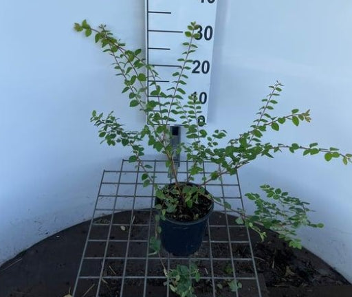 Symphoricarpos chenaultii 'Hancock' – Sneeuwbes in pot