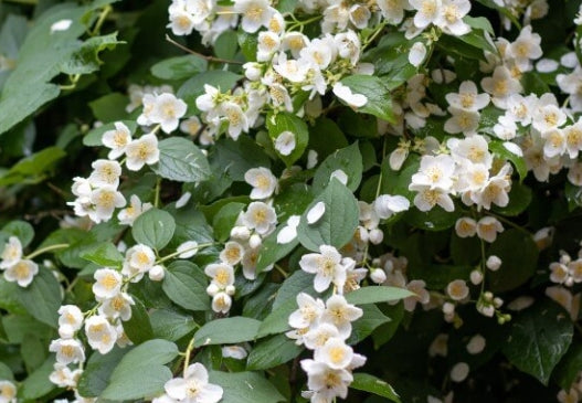 Philadelphus 'Virginal' – Boerenjasmijn in pot