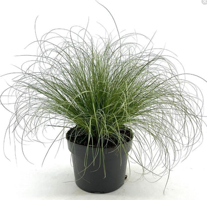 Carex comans 'Frosted Curls' - Zegge