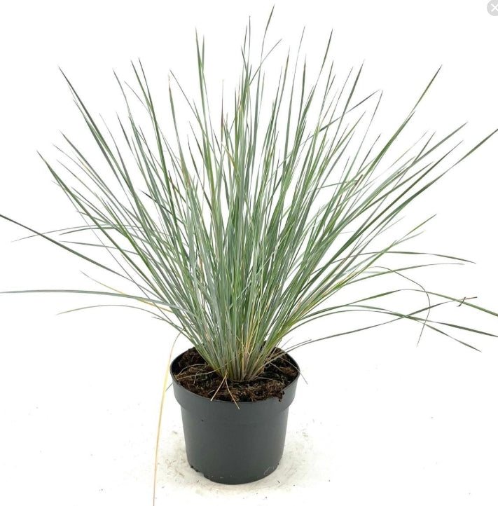 Helictotrichon sempervirens – Blauw havergras