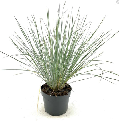 Helictotrichon sempervirens – Blauw havergras