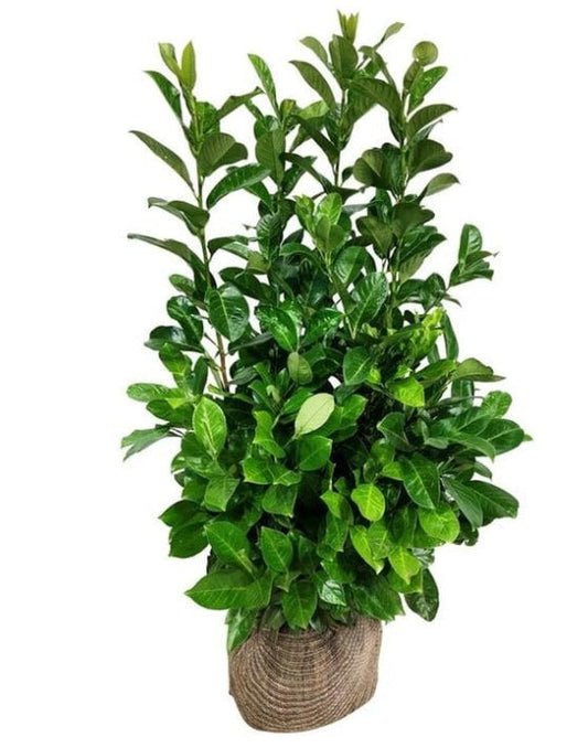 Prunus laurocerasus 'Rotundifolia' - Laurierhaag pakket 10 meter