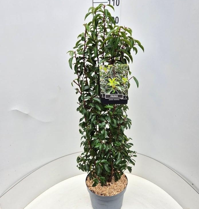 Prunus lusitanica 'Angustifolia' -Portugese Laurierhaag pakket 10 meter