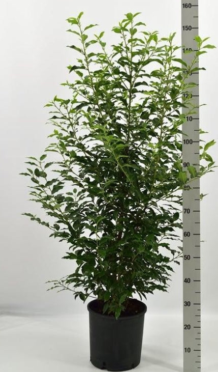 Prunus lusitanica 'Angustifolia' -Portugese Laurierhaag pakket 10 meter