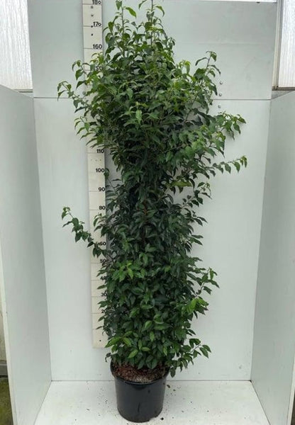 Prunus lusitanica 'Angustifolia' -Portugese Laurierhaag pakket 10 meter