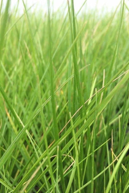 Deschampsia cespitosa - Ruwe smele