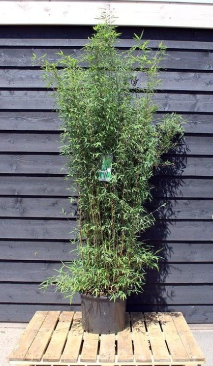 Fargesia 'Jiuzhaigou' – Niet woekerende bamboehaag pakket 10 meter