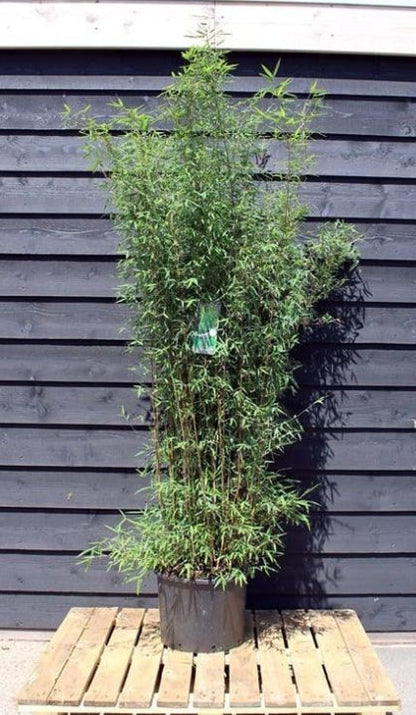 Fargesia 'Jiuzhaigou' – Niet woekerende bamboehaag pakket 10 meter