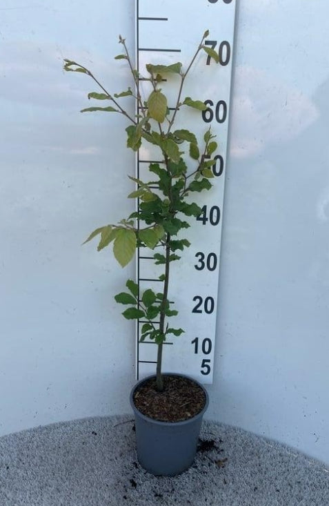 Fagus sylvatica – Groene Beukenhaag pakket 10 meter