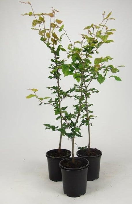 Groene, jonge houtskoolbesjes in zwarte potten, perfect voor tuinieren of binnenplanten. Zichtbare takken en bladeren met natuurlijke textuur, geschikt voor decoratieve tuin- of interieuroppervlakken.