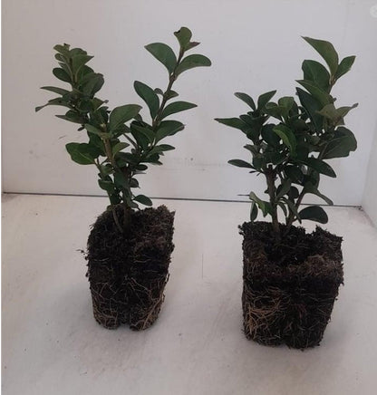 Ligustrum Ovalifolium - Wintergroene Ligusterhaag in pot - pakket 18 stuks