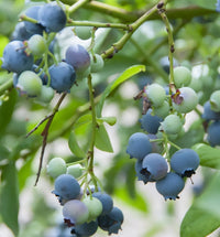 Vaccinium corymbosum 'Brigitta Blue' -  Blauwe bessen struik