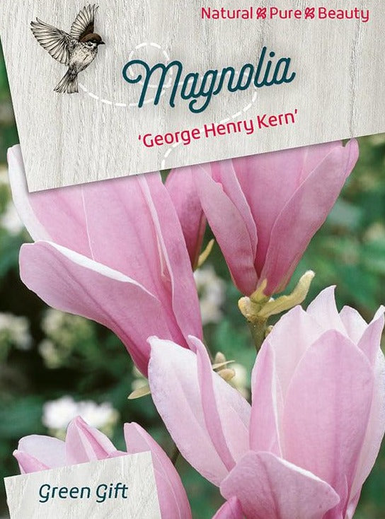 Magnolia 'George Henry Kern' - 100cm op stam