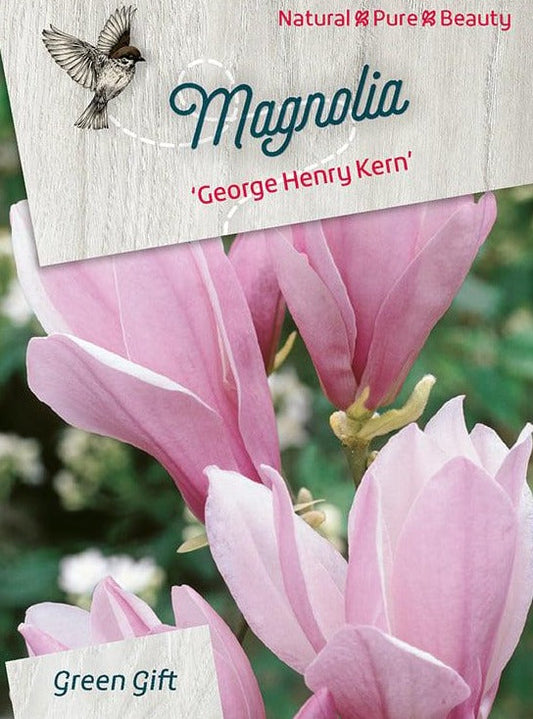 Magnolia 'George Henry Kern' - 100cm op stam
