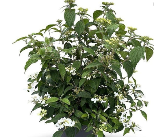 Viburnum plicatum 'Watanabe' op 90cm stam