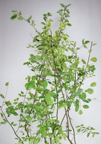 Amelanchier lamarckii op 130cm stam