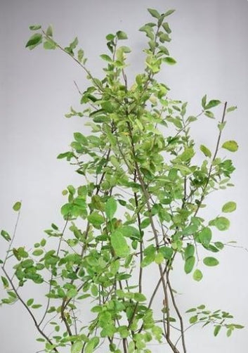 Amelanchier lamarckii op 130cm stam