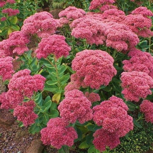 Sedum 'Herbstfreude' - Hemelsleutel