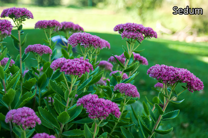 Borderpakket 'Onderhoudsarm-zonpakket' - 5m² - 50 planten