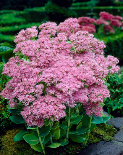 Sedum spectabile 'Brillant' - Hemelsleutel