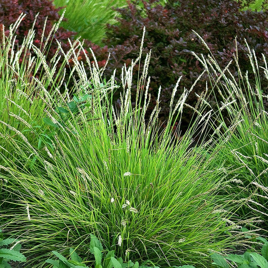 Sesleria autumnalis - Blauwgras