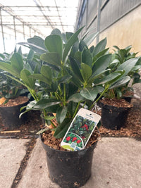 Skimmia japonica