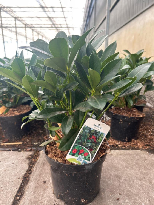 Skimmia japonica