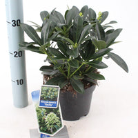 Skimmia japonica 'Finchy'