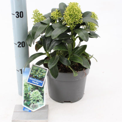Skimmia japonica 'Finchy'