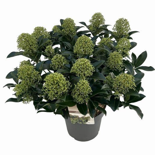 Skimmia japonica 'Fragrant Cloud
