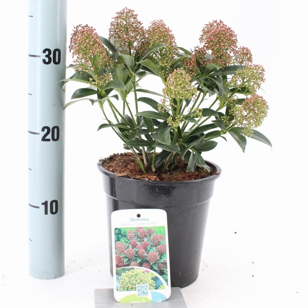 Skimmia japonica 'Godrie's Dwarf'