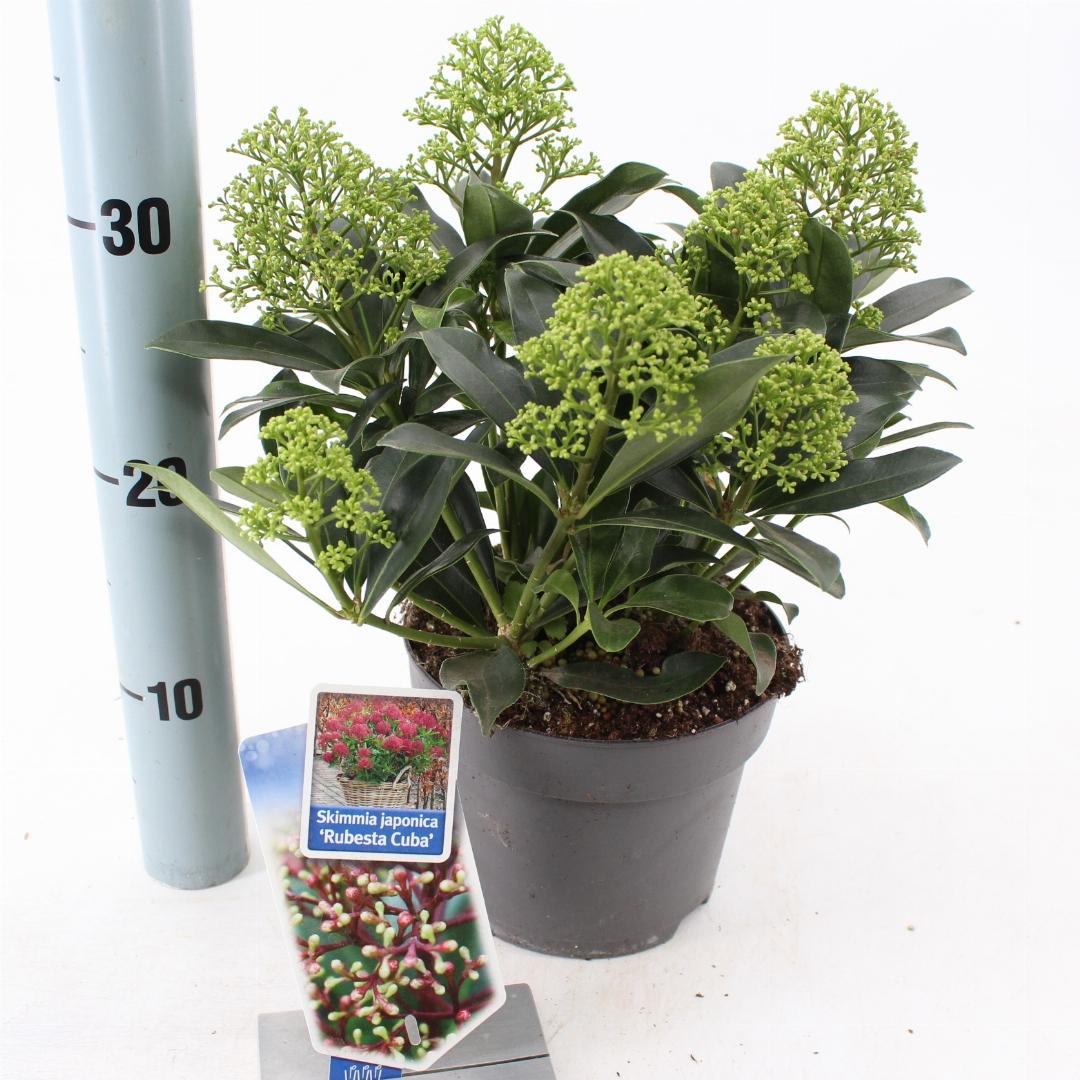 Skimmia japonica Rubesta Cuba