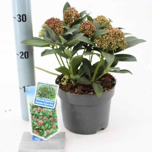 Skimmia japonica Rubesta Giant Pink