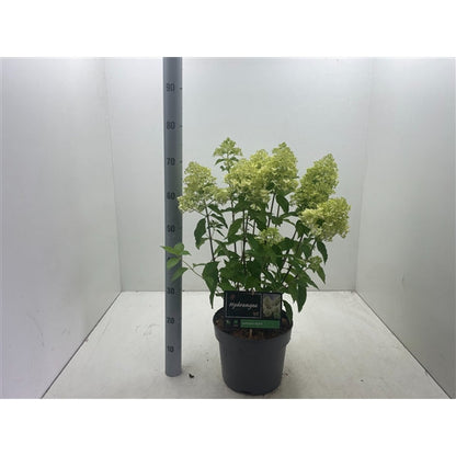 Hydrangea paniculata 'Skyfall' - Crème-witte Pluimhortensia