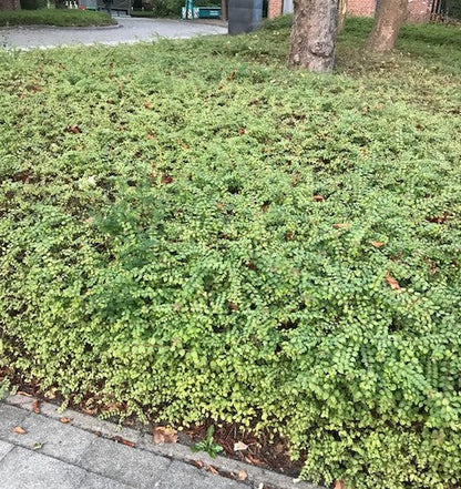 Symphoricarpos chenaultii 'Hancock' – Sneeuwbes in pot