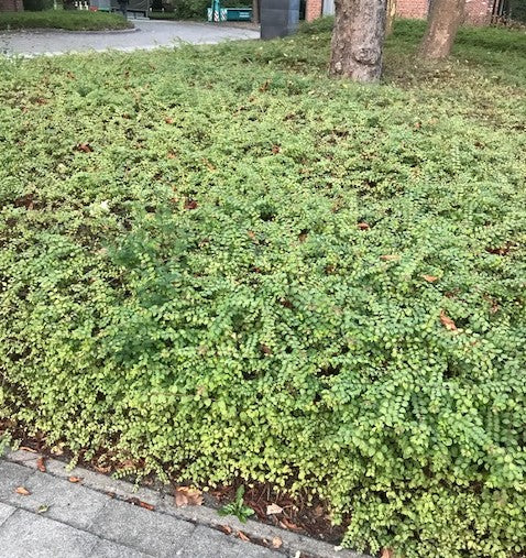 Symphoricarpos chenaultii 'Hancock' – Sneeuwbes in pot