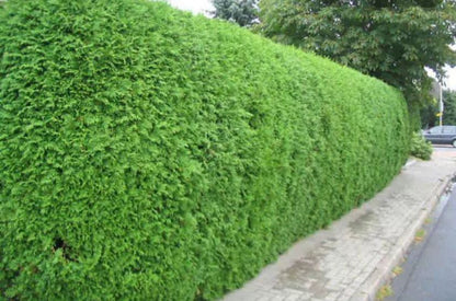 Tuinonderhoud van A tot Z: Aanplanten, Snoeien én Ontruimen