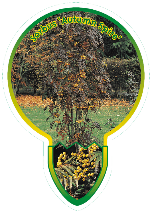 Sorbus ‘Autumn Spire’ - Lijsterbes op stam