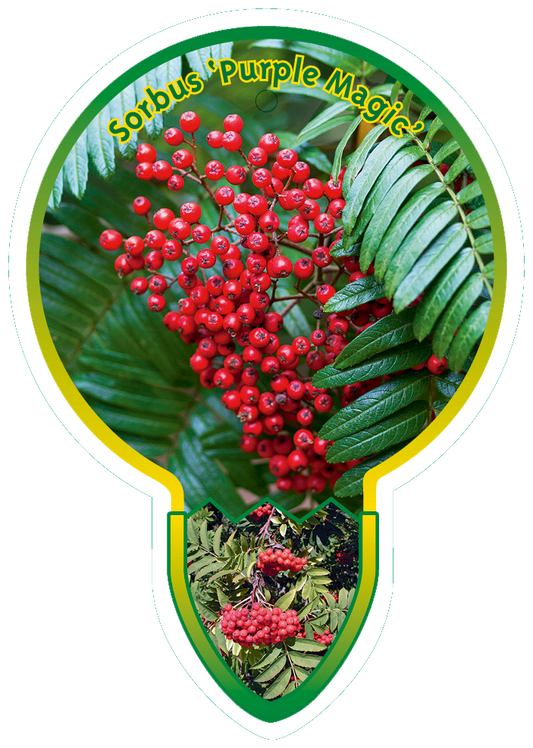 Sorbus 'Purple Magic' - Lijsterbes op stam