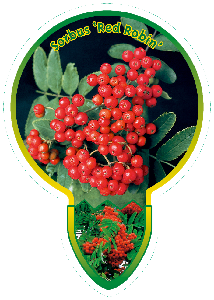 Sorbus 'Red Robin' - Lijsterbes op stam
