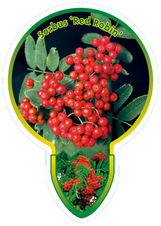 Sorbus 'Red Robin' - Lijsterbes op stam