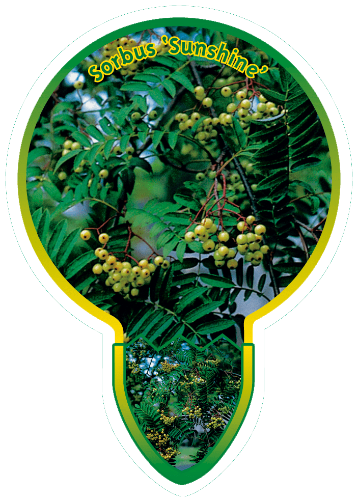 Sorbus 'Sunshine' - Lijsterbes op stam