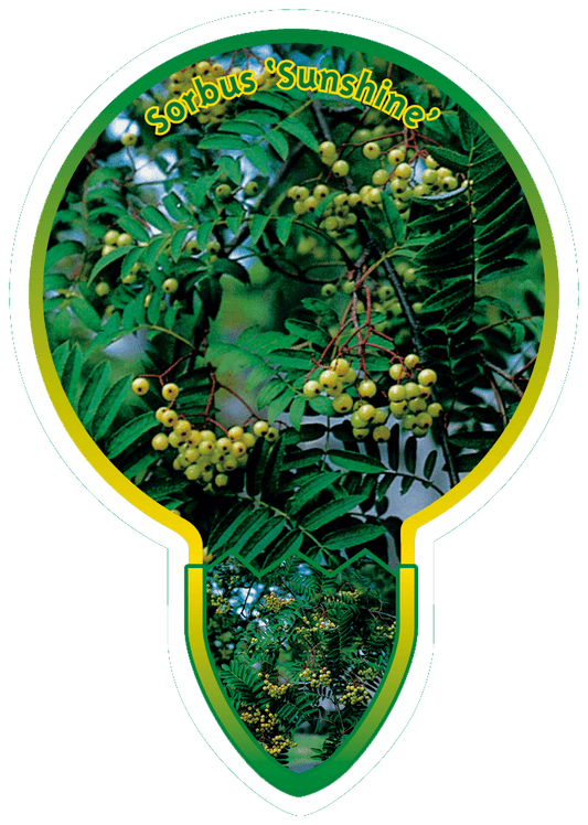Sorbus 'Sunshine' - Lijsterbes op stam