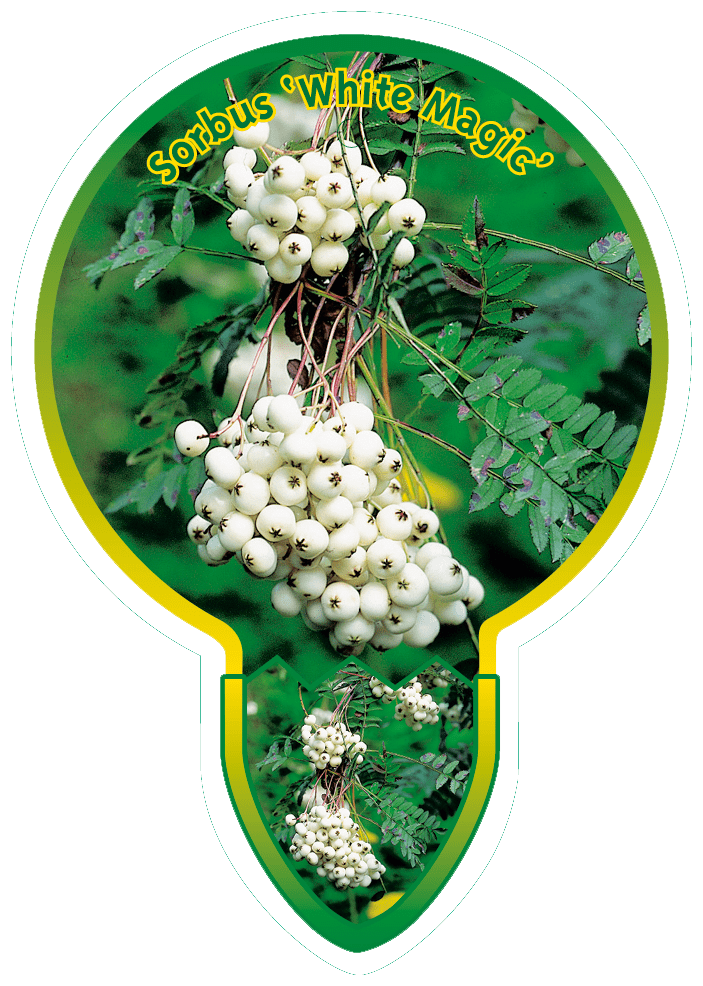 Sorbus 'White Magic' - Lijsterbes op stam