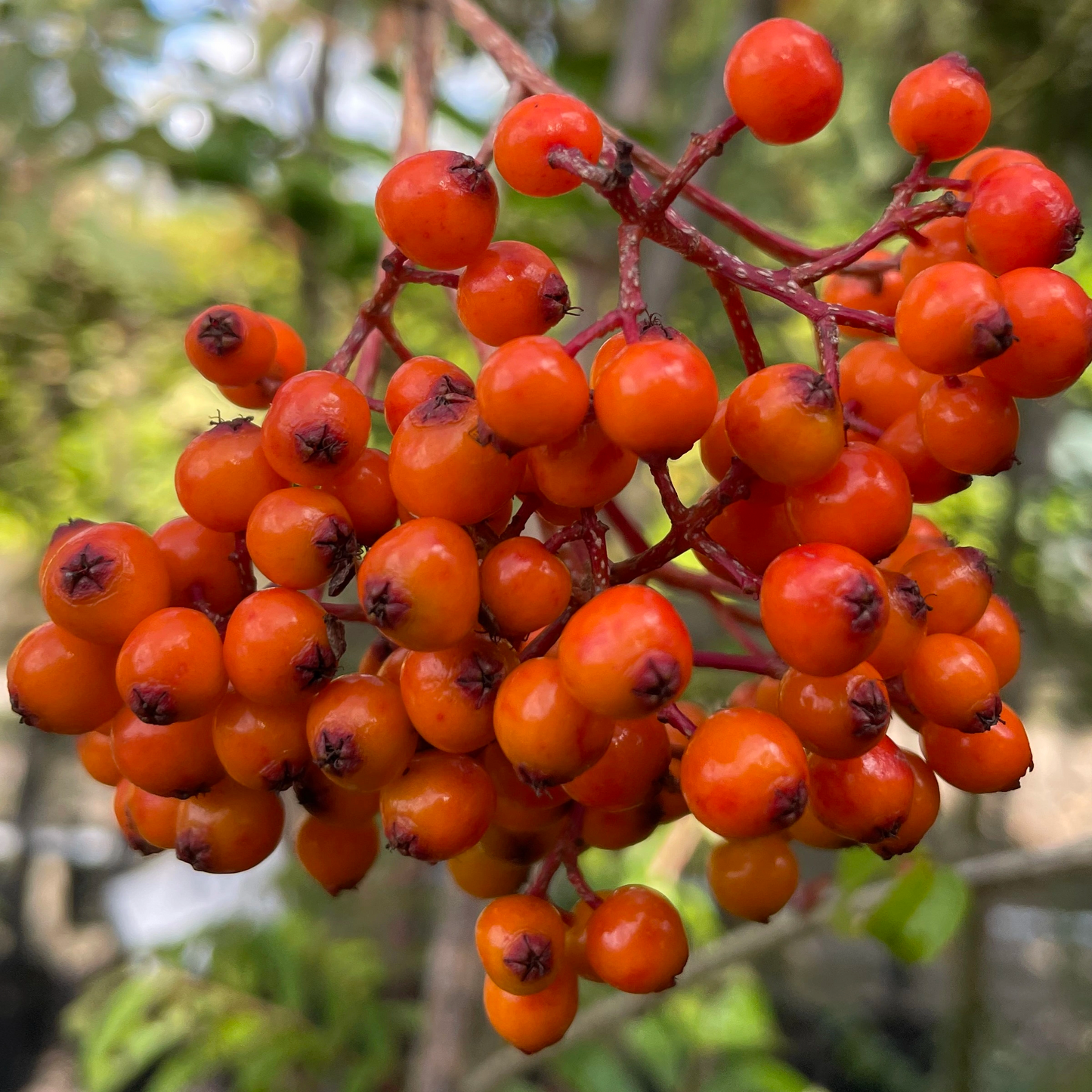 Sorbus ‘Autumn Spire’ - Lijsterbes op stam