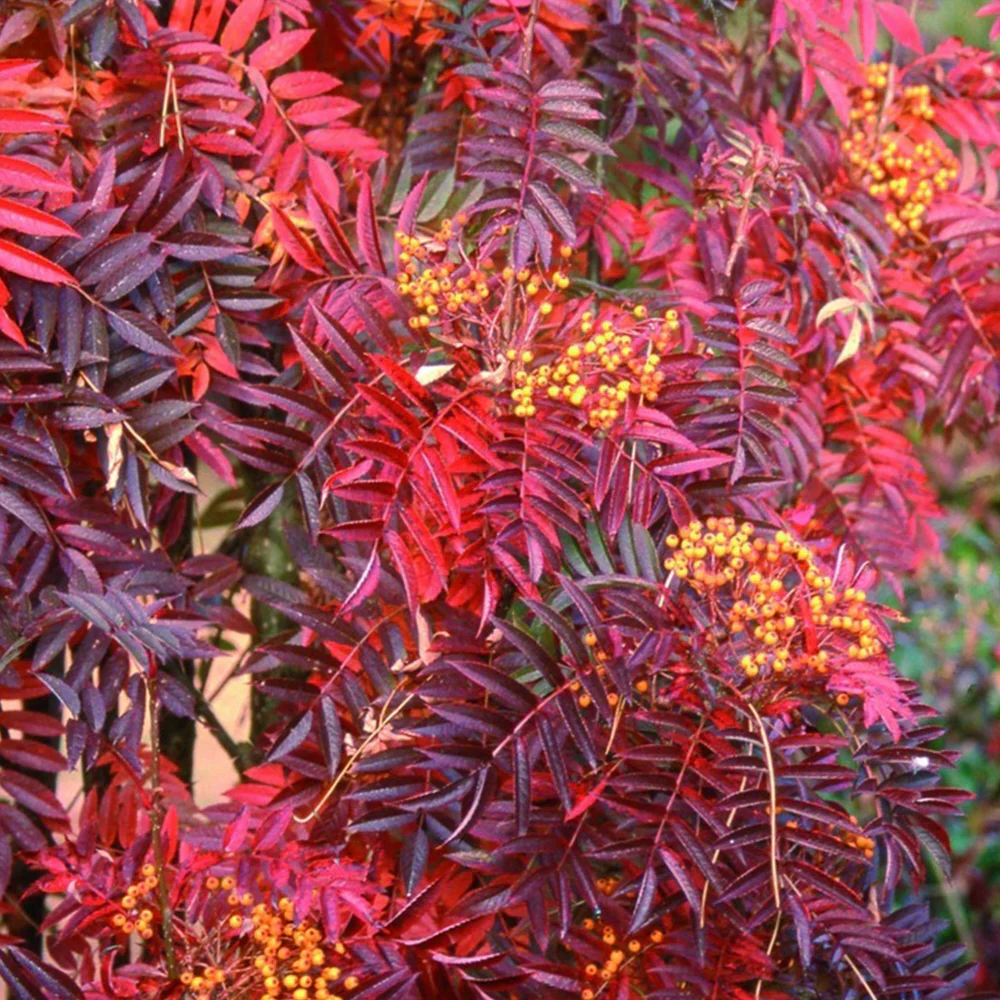 Sorbus ‘Autumn Spire’ - Lijsterbes op stam