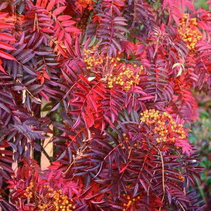 Sorbus ‘Autumn Spire’ - Lijsterbes op stam