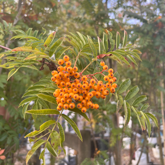 Een tak met levendige oranje berenbessen en groene bladeren, perfect voor natuurlijke decoratie of als decoratief element in een tuin. Gebruik deze bessen voor herfstdecoratie of als natuurlijk sieraad.