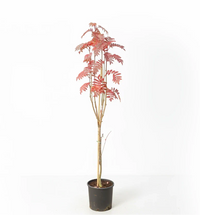 Sorbus ‘Autumn Spire’ - Lijsterbes op stam