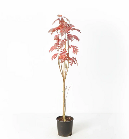 Sorbus ‘Autumn Spire’ - Lijsterbes op stam